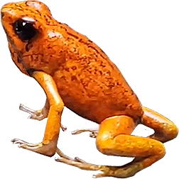 San Lorenzo Dart Frog
